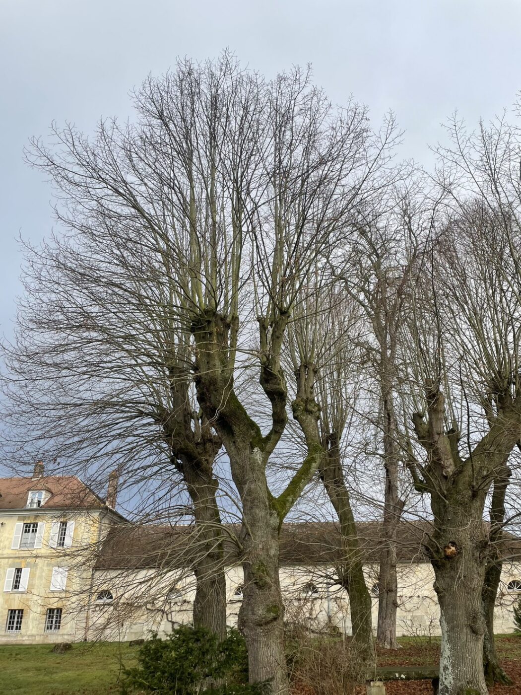 トローニュ　剪定　ヨーロッパ　フランス　街路樹　景観　緑陰　arborist