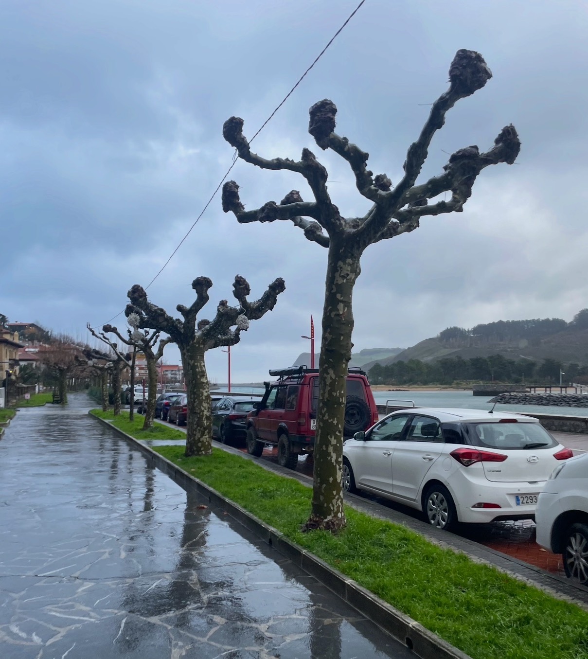 トローニュ　剪定　ヨーロッパ　スペイン　街路樹　景観　緑陰