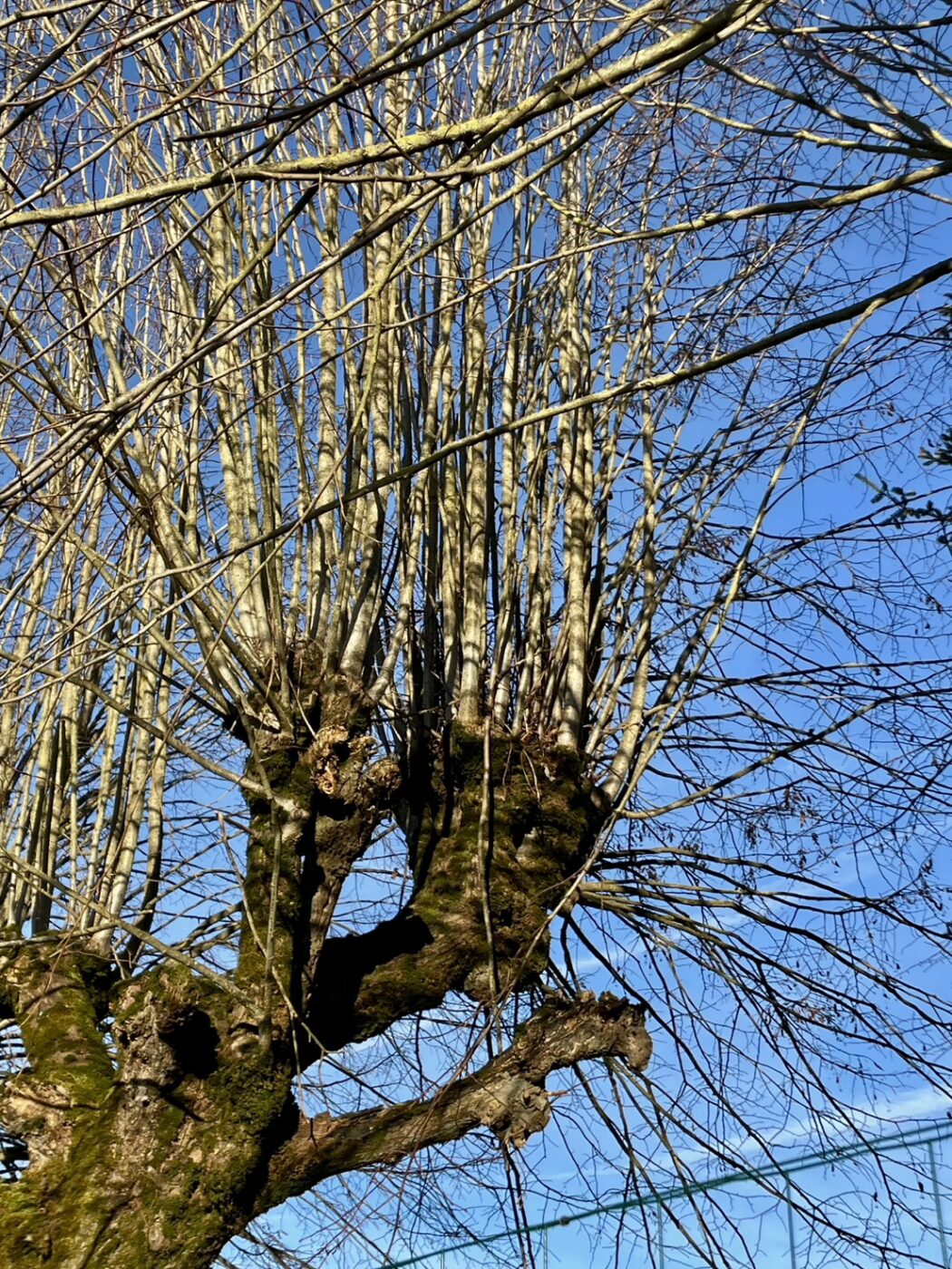 トローニュ　剪定　ヨーロッパ　フランス　街路樹　景観　緑陰　arborist