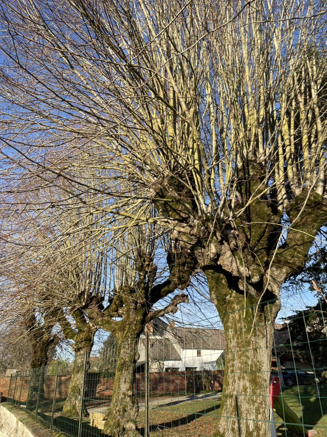 トローニュ　剪定　ヨーロッパ　フランス　街路樹　景観　緑陰　arborist