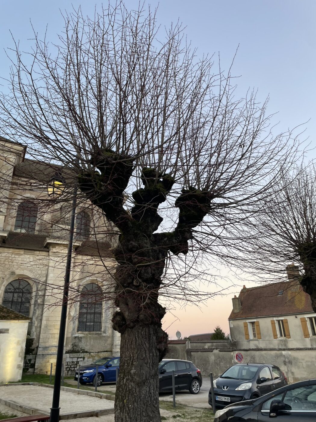 トローニュ　剪定　ヨーロッパ　フランス　街路樹　景観　緑陰　arborist
