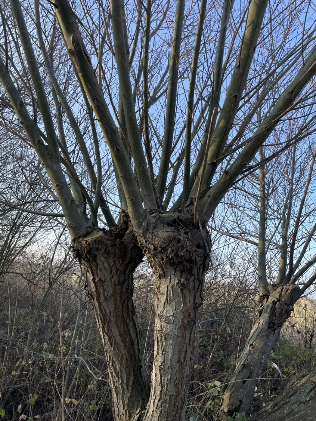 トローニュ　剪定　ヨーロッパ　フランス　街路樹　景観　緑陰　arborist