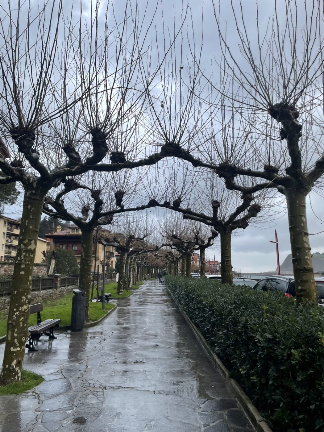 トローニュ　剪定　ヨーロッパ　スペイン　街路樹　景観　緑陰