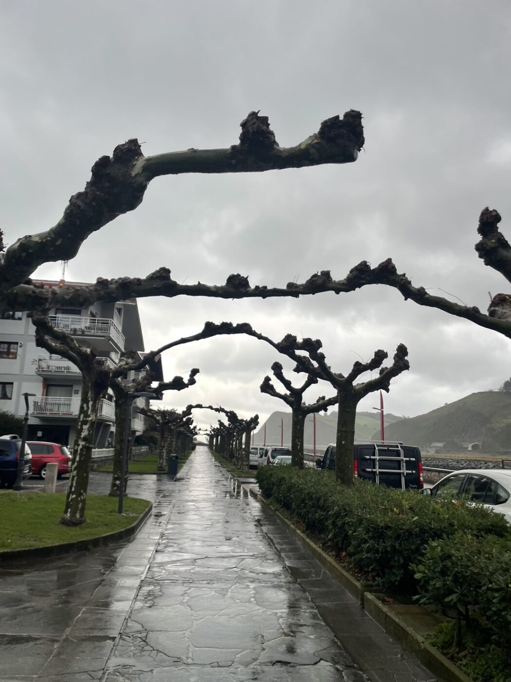 トローニュ　剪定　ヨーロッパ　スペイン　街路樹　景観　緑陰