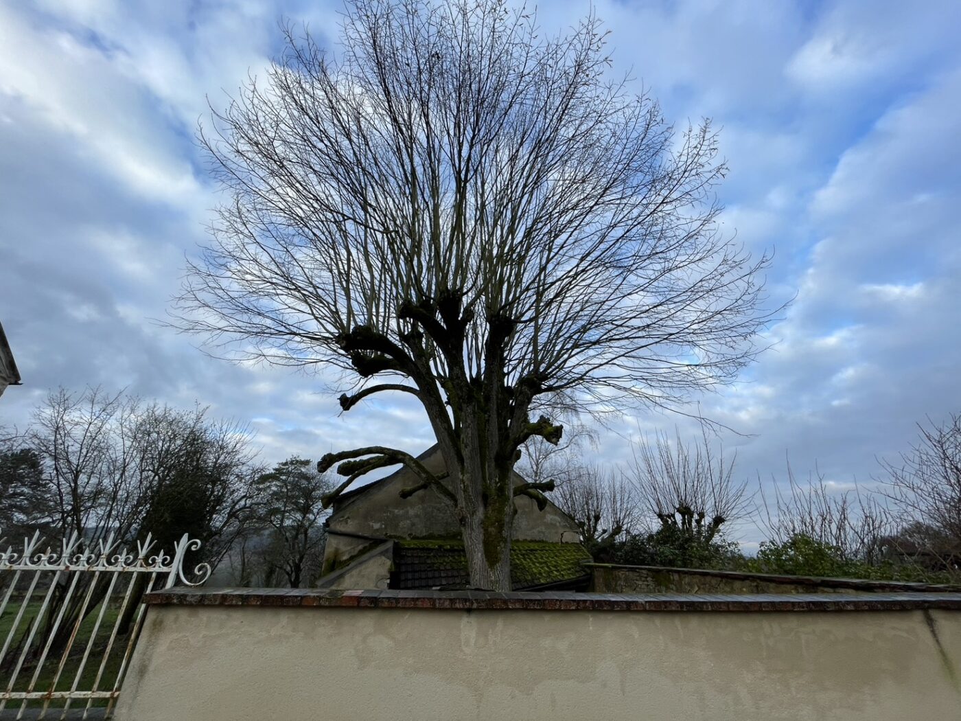 トローニュ　剪定　ヨーロッパ　フランス　街路樹　景観　緑陰　arborist
