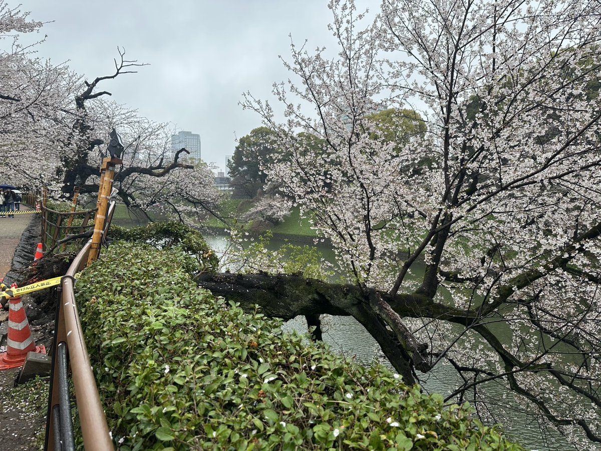 千代田区 桜 ソメイヨシノ 倒木