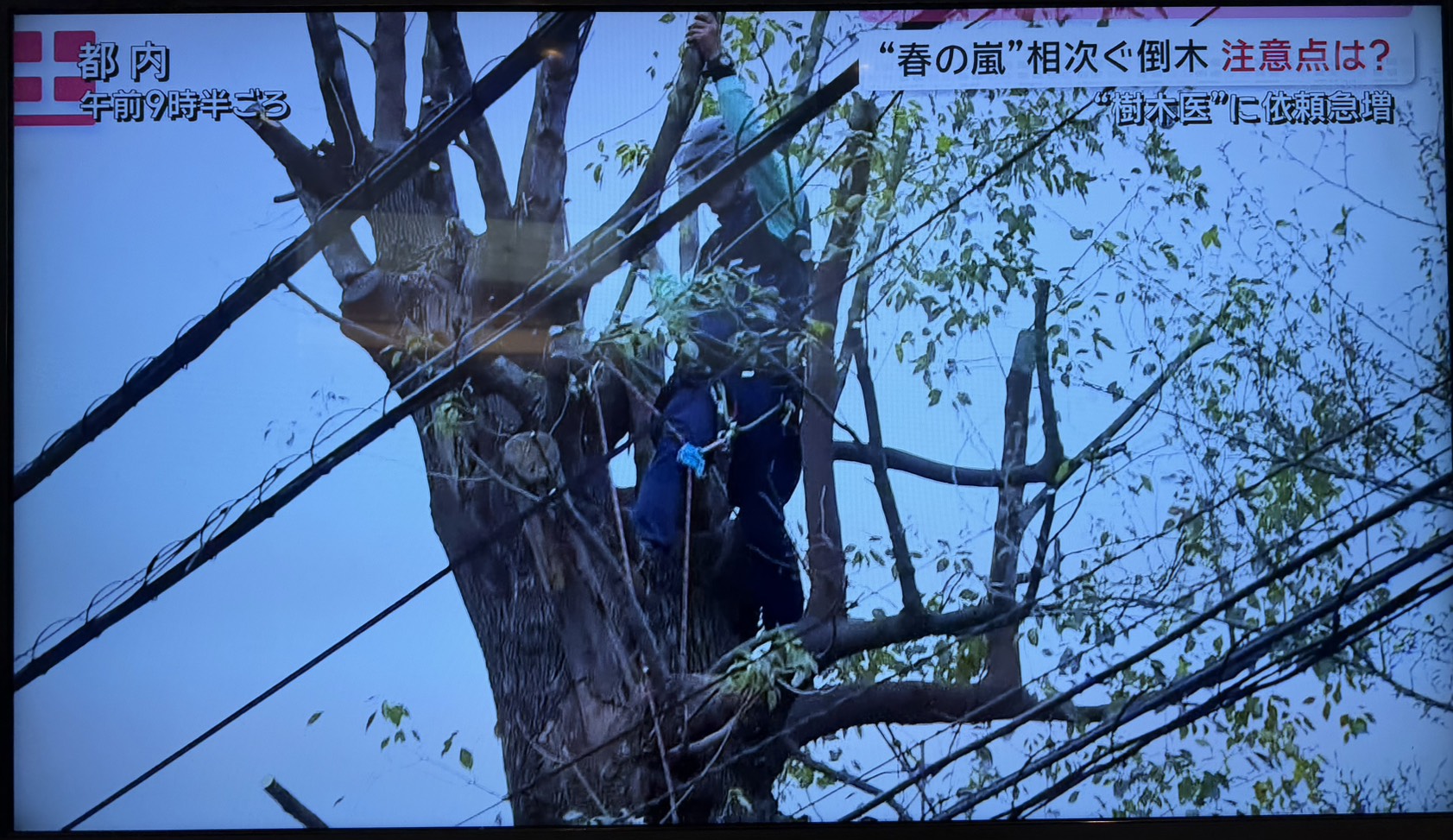 株式会社トシ・ランドスケープ