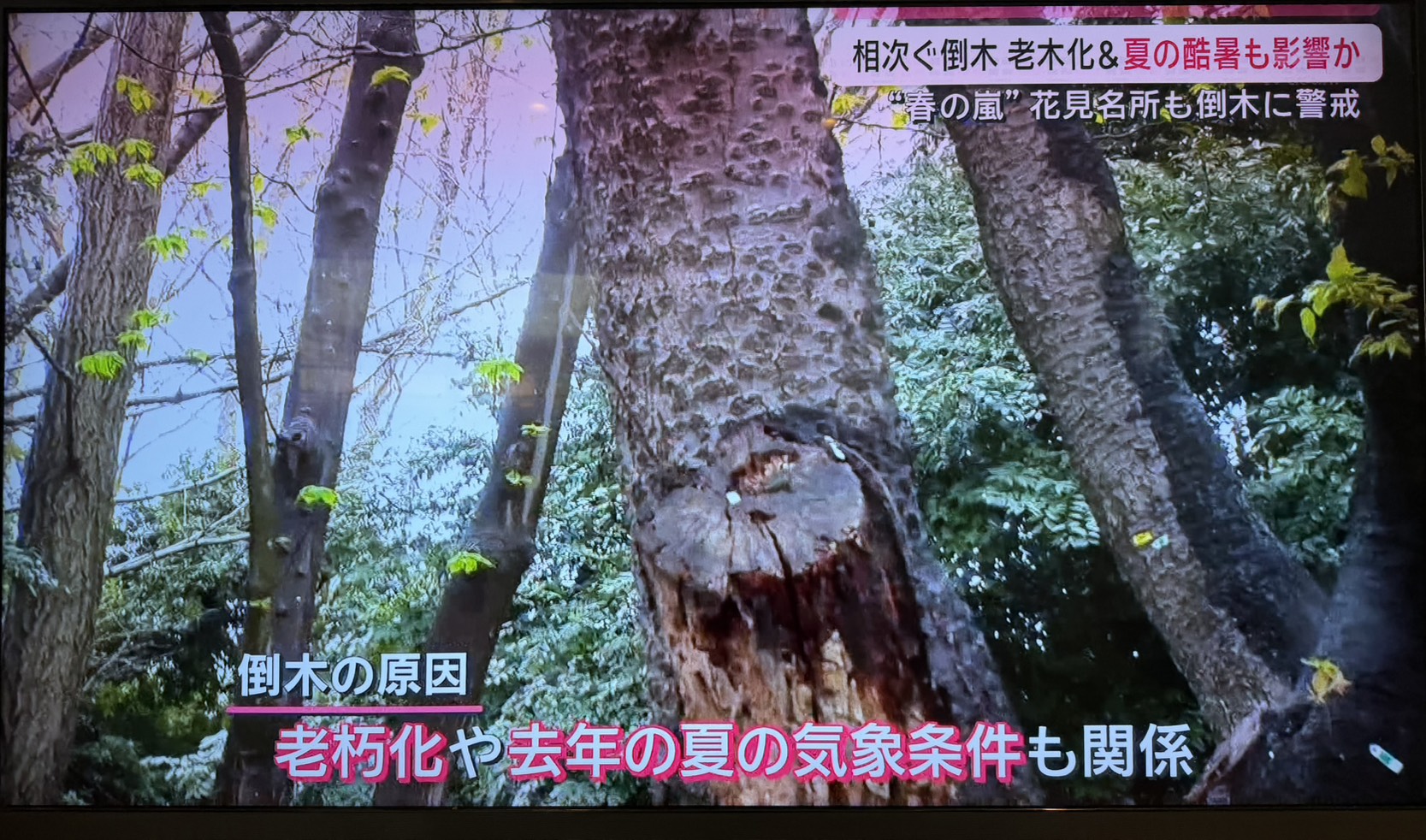 株式会社トシ・ランドスケープ
