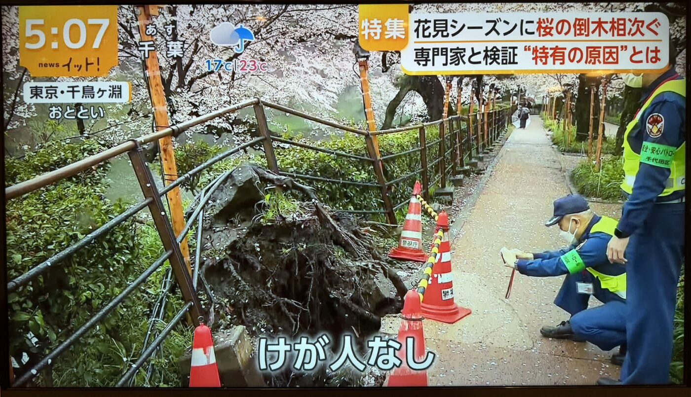 樹木医　樹木診断　機器診断　御神木　アーボソニック3D arborsonic3d　CTスキャン　ベッコウタケ　コフキタケ　倒木　サクラ