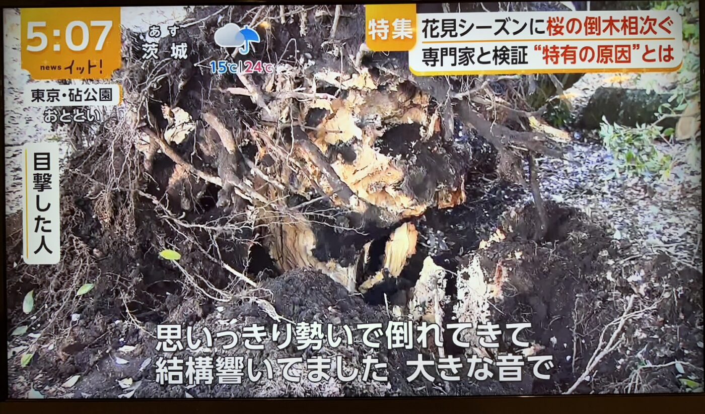 樹木医　樹木診断　機器診断　御神木　アーボソニック3D arborsonic3d　CTスキャン　ベッコウタケ　コフキタケ　倒木　サクラ