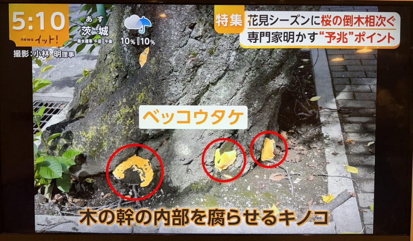 樹木医　樹木診断　機器診断　御神木　アーボソニック3D arborsonic3d　CTスキャン　ベッコウタケ　コフキタケ　倒木　サクラ