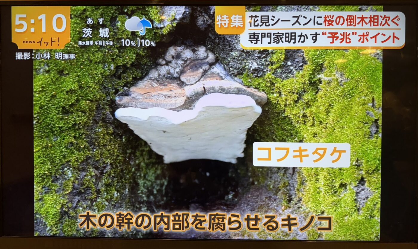 樹木医　樹木診断　機器診断　御神木　　コフキタケ　倒木　サクラ