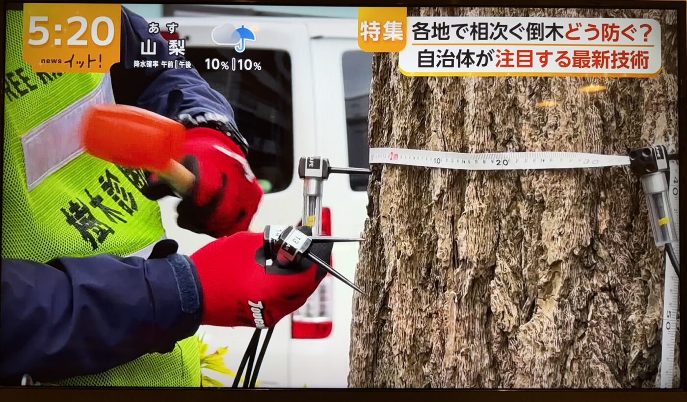 樹木医　樹木診断　機器診断　御神木　アーボソニック3D arborsonic3d　CTスキャン　ベッコウタケ　コフキタケ　倒木　サクラ