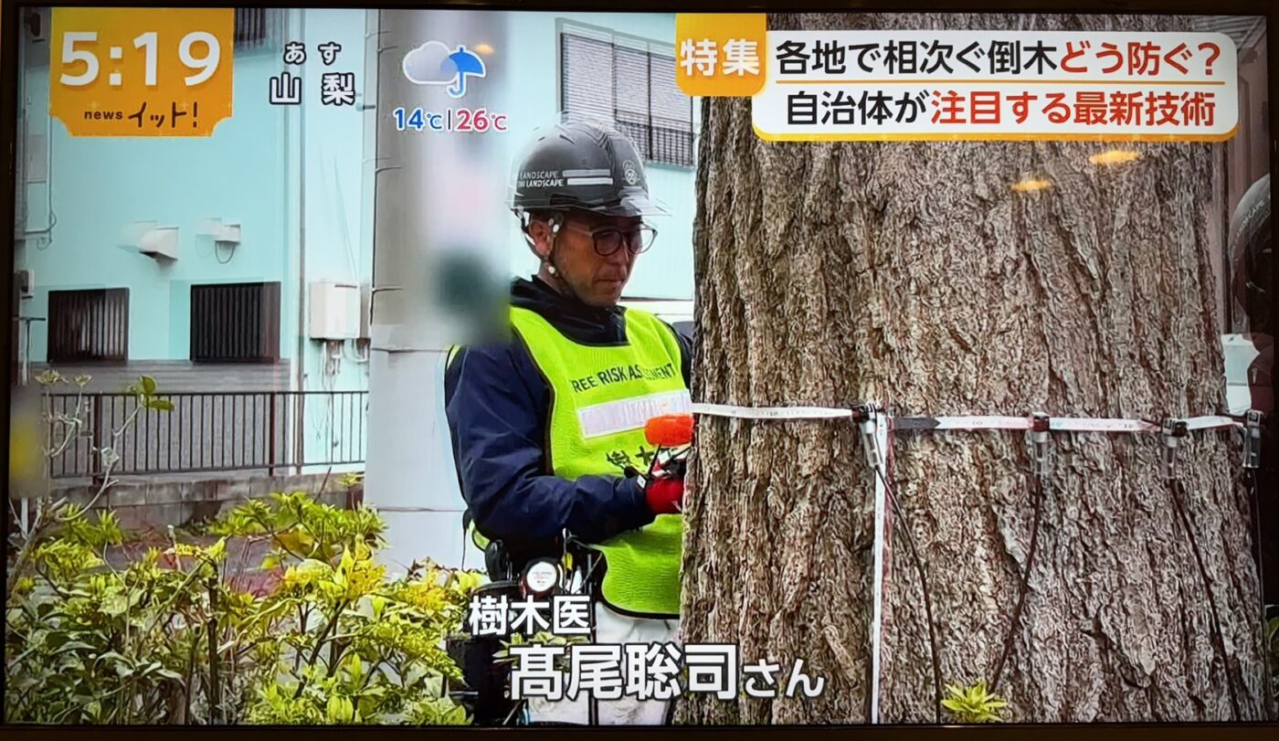 樹木医　樹木診断　機器診断　御神木　アーボソニック3D arborsonic3d　CTスキャン　ベッコウタケ　コフキタケ　倒木　サクラ