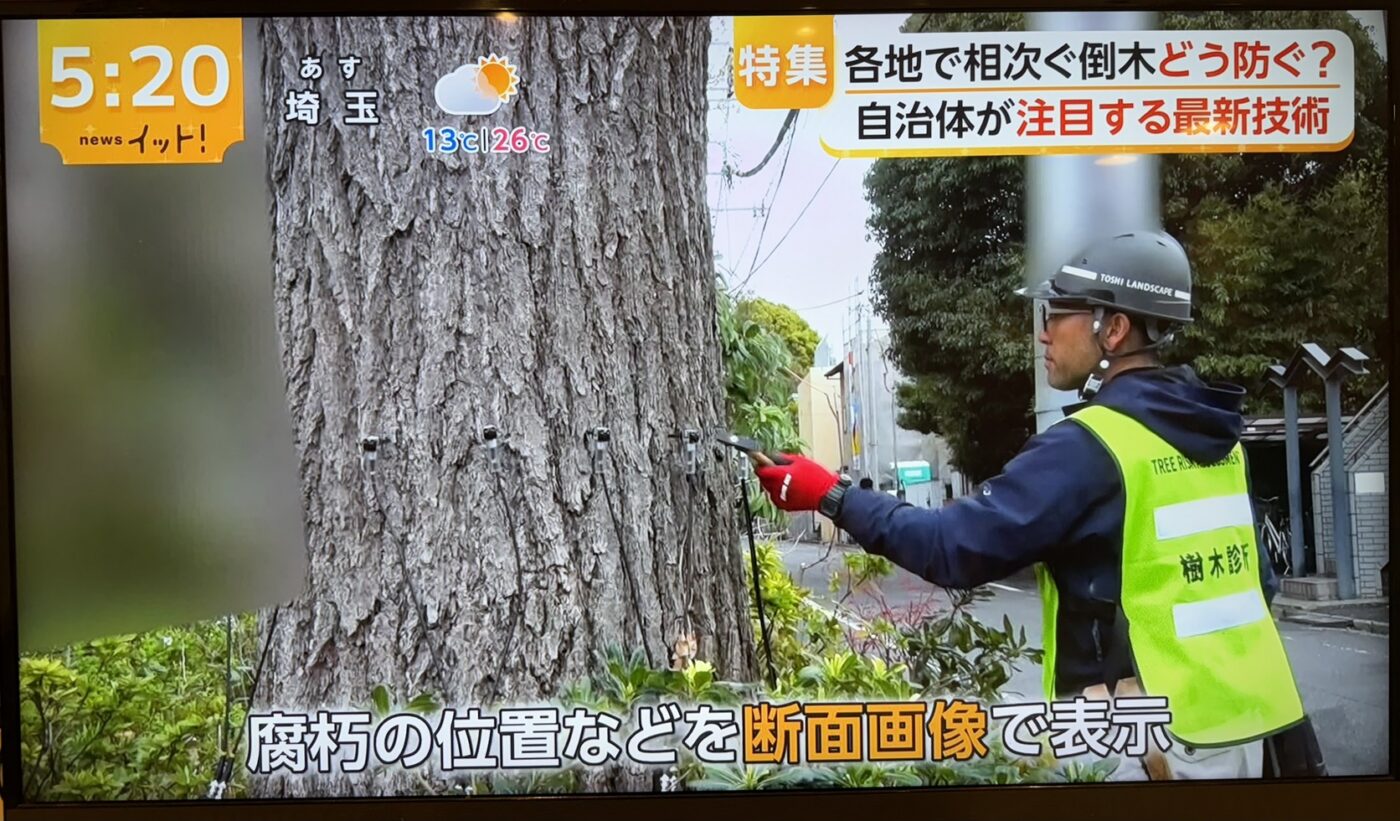 樹木医　樹木診断　機器診断　御神木　アーボソニック3D arborsonic3d　CTスキャン　ベッコウタケ　コフキタケ　倒木　サクラ