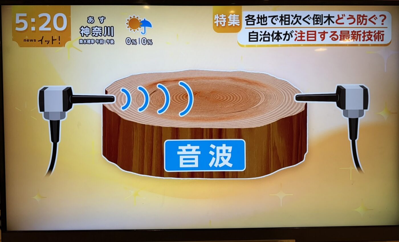 樹木医　樹木診断　機器診断　御神木　アーボソニック3D arborsonic3d　CTスキャン　ベッコウタケ　コフキタケ　倒木　サクラ