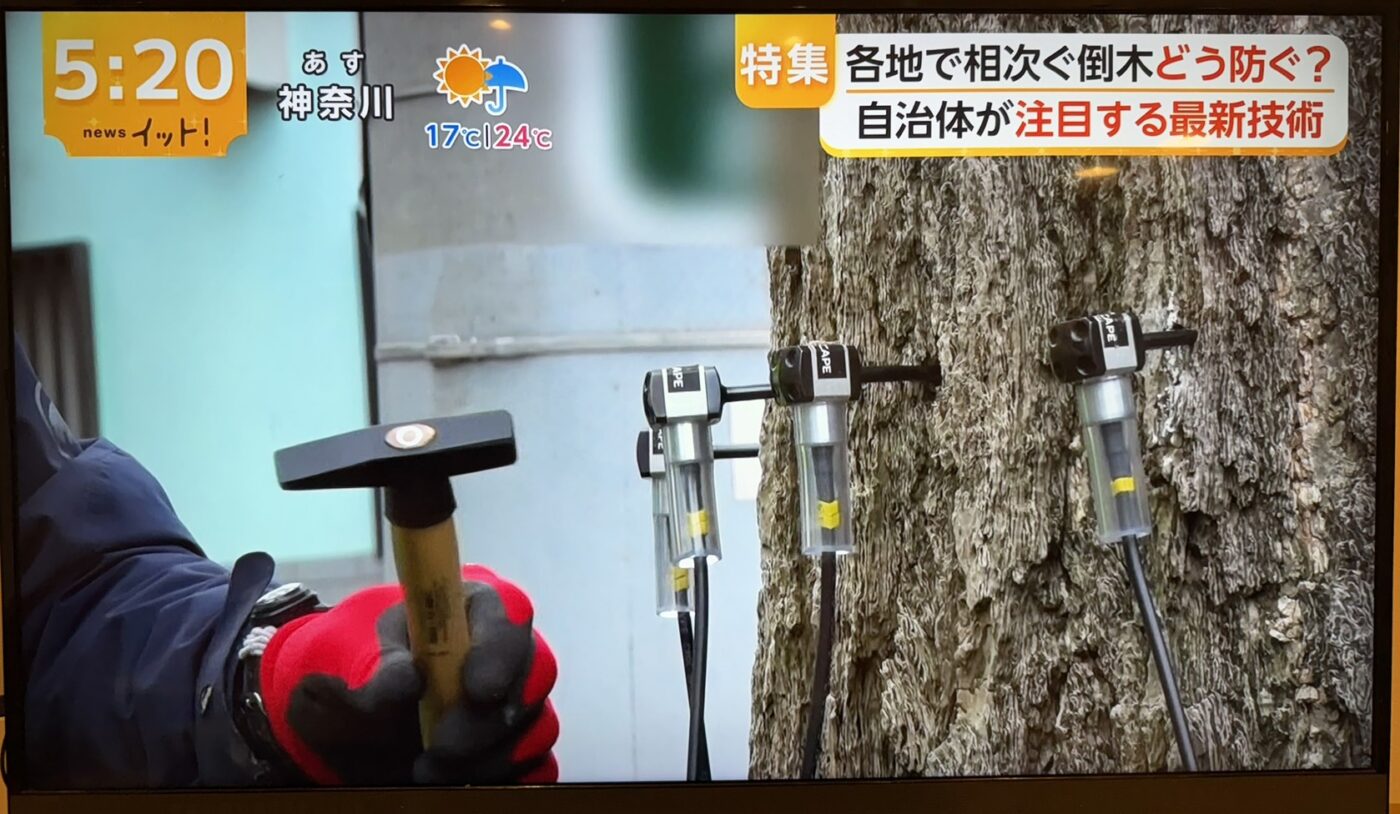 樹木医　樹木診断　機器診断　御神木　アーボソニック3D arborsonic3d　CTスキャン　ベッコウタケ　コフキタケ　倒木　サクラ