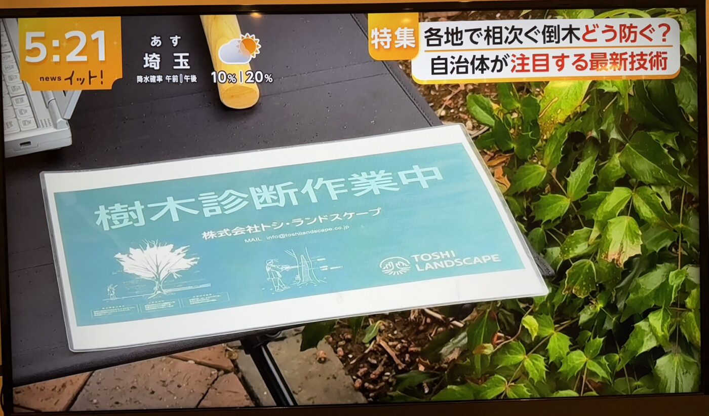 樹木医　樹木診断　機器診断　御神木　アーボソニック3D arborsonic3d　CTスキャン　ベッコウタケ　コフキタケ　倒木　サクラ