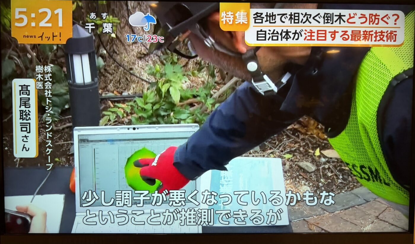 樹木医　樹木診断　機器診断　御神木　アーボソニック3D arborsonic3d　CTスキャン　ベッコウタケ　コフキタケ　倒木　サクラ