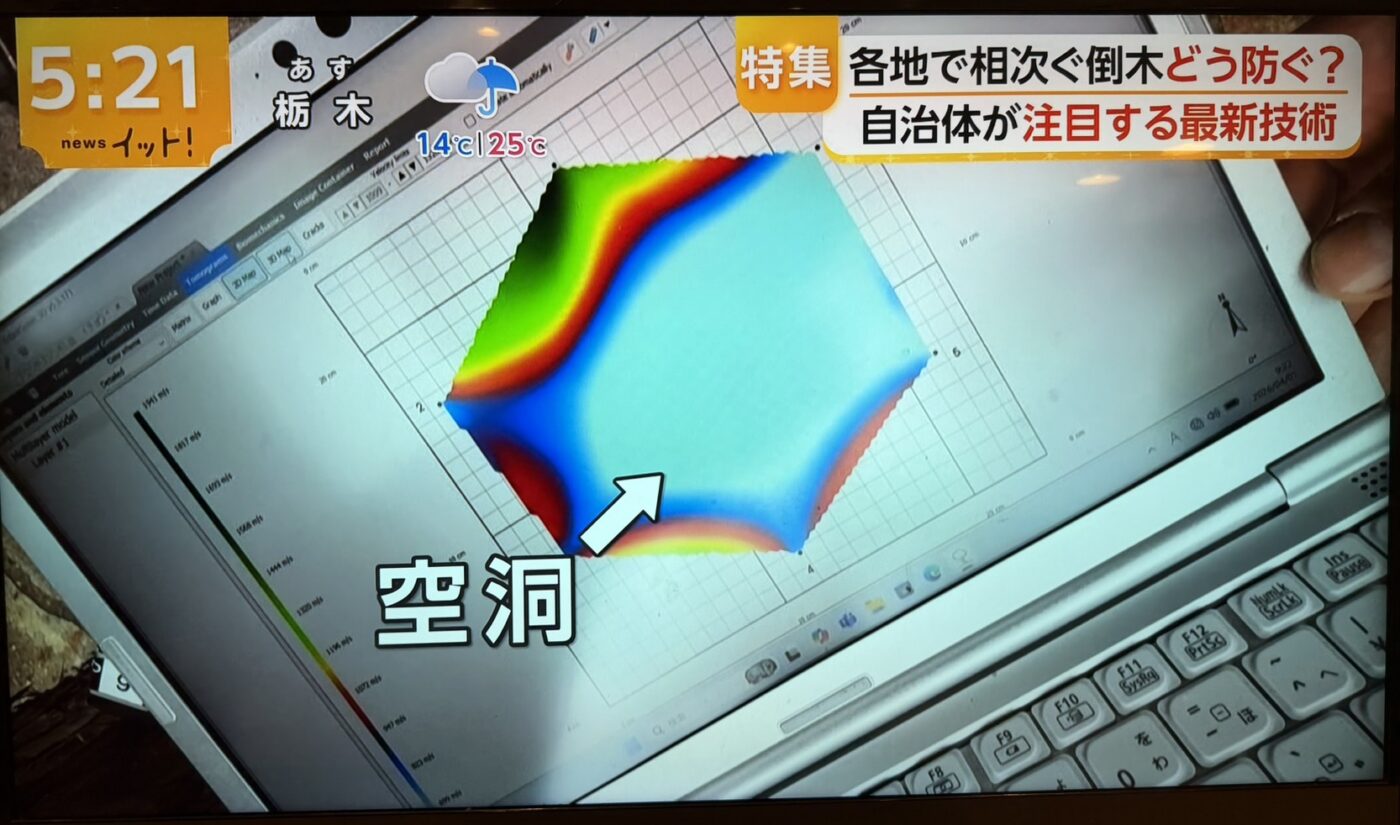 樹木医　樹木診断　機器診断　御神木　アーボソニック3D arborsonic3d　CTスキャン　ベッコウタケ　コフキタケ　倒木　サクラ