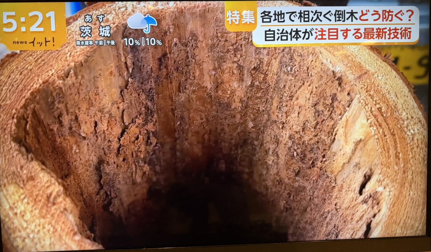 樹木医　樹木診断　機器診断　御神木　アーボソニック3D arborsonic3d　CTスキャン　ベッコウタケ　コフキタケ　倒木　サクラ