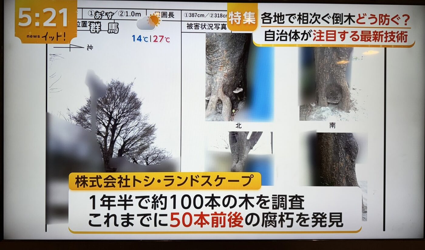 樹木医　樹木診断　機器診断　御神木　アーボソニック3D arborsonic3d　CTスキャン　ベッコウタケ　コフキタケ　倒木　サクラ