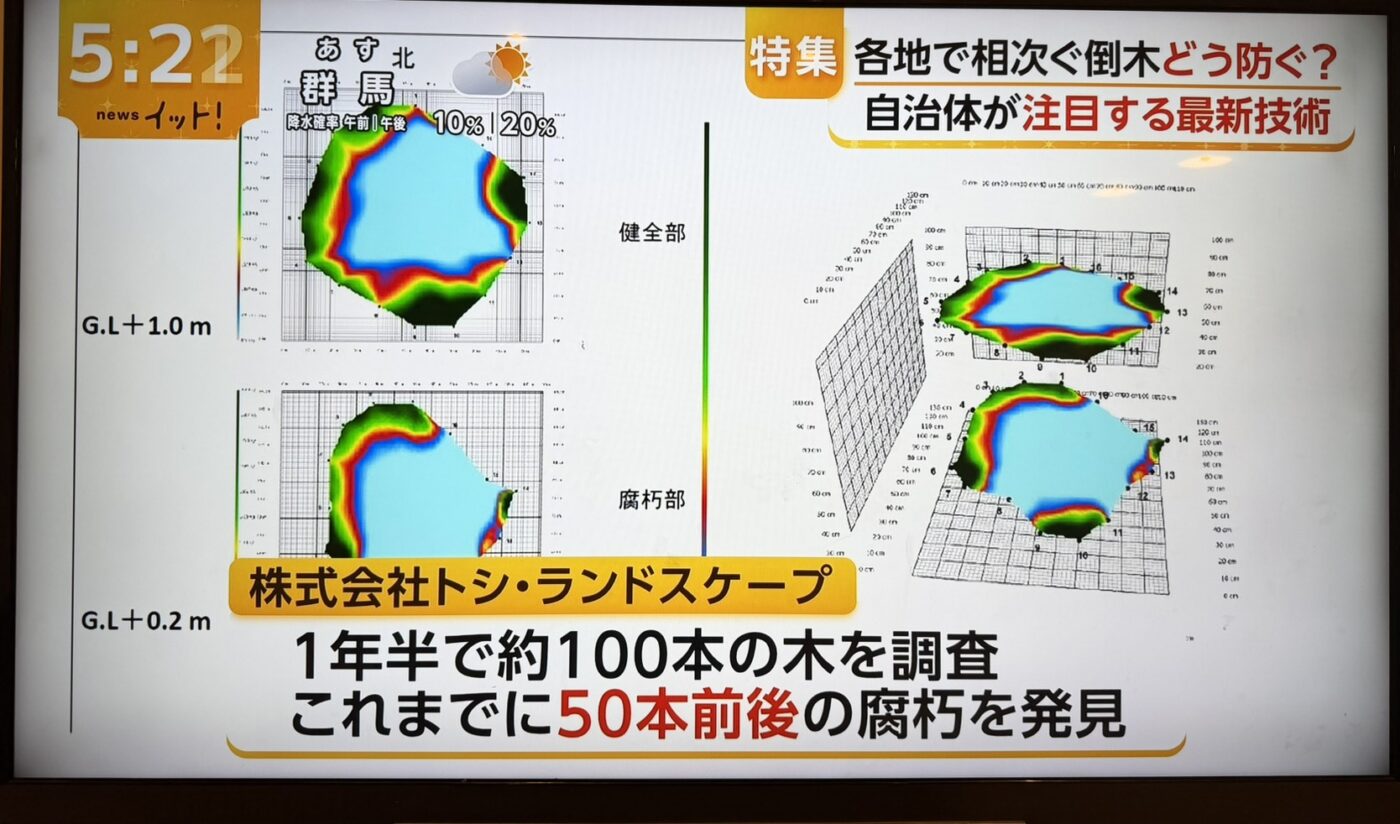 樹木医　樹木診断　機器診断　御神木　アーボソニック3D arborsonic3d　CTスキャン　ベッコウタケ　コフキタケ　倒木　サクラ