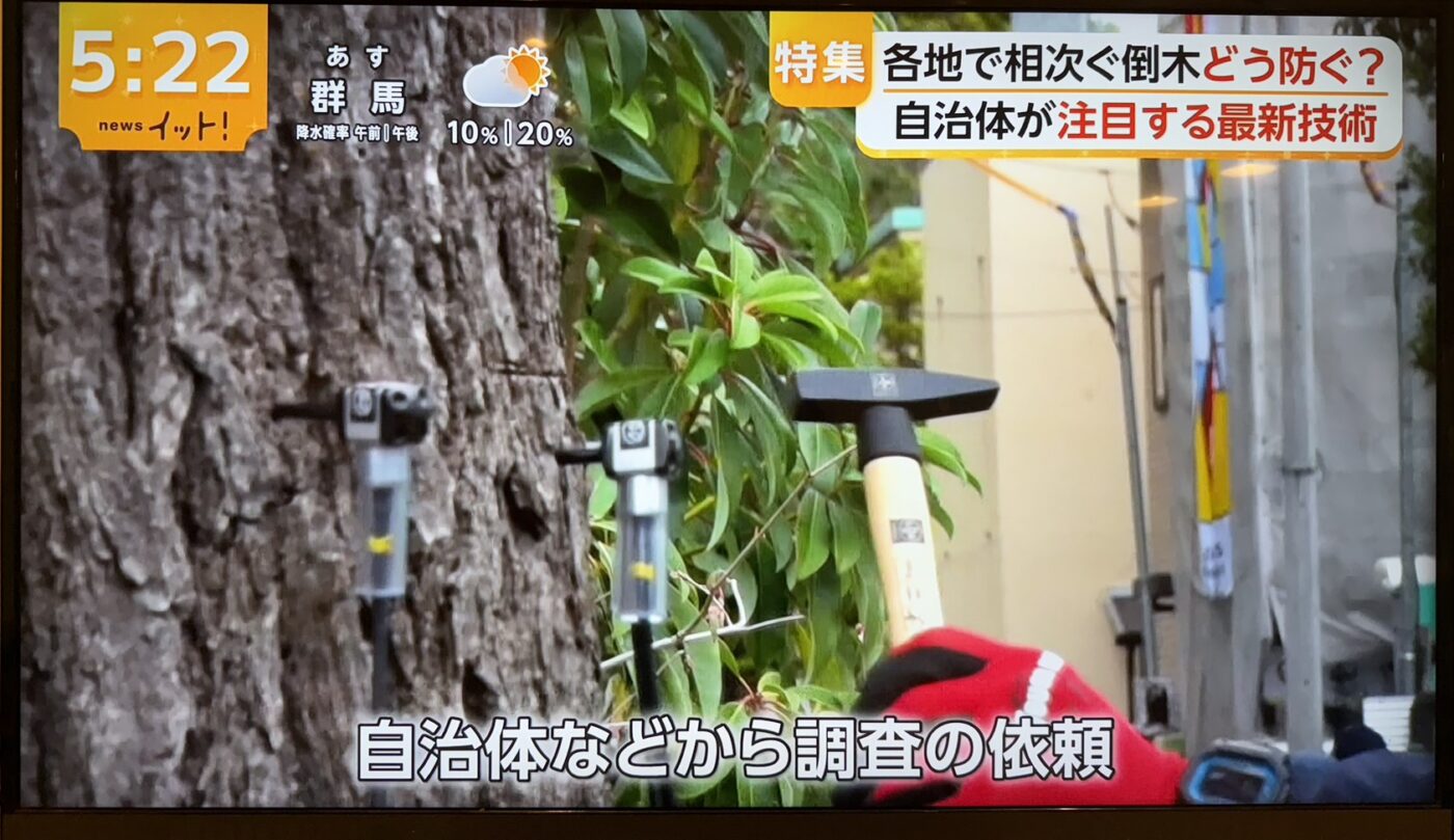 樹木医　樹木診断　機器診断　御神木　アーボソニック3D arborsonic3d　CTスキャン　ベッコウタケ　コフキタケ　倒木　サクラ