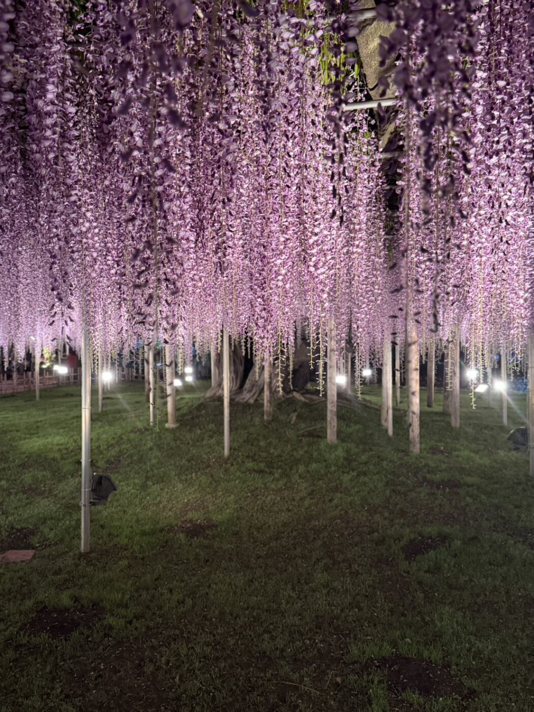 あしかがフラワーパーク　藤　藤棚　大藤　大長藤　八重黒龍藤　白藤　うす紅藤　きばな藤　樹木医