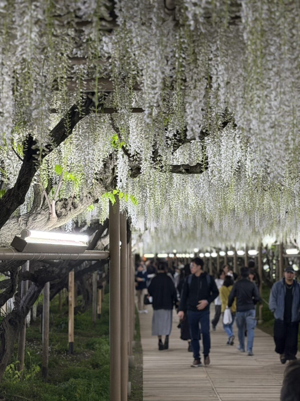 あしかがフラワーパーク　藤　藤棚　大藤　大長藤　八重黒龍藤　白藤　うす紅藤　きばな藤　樹木医