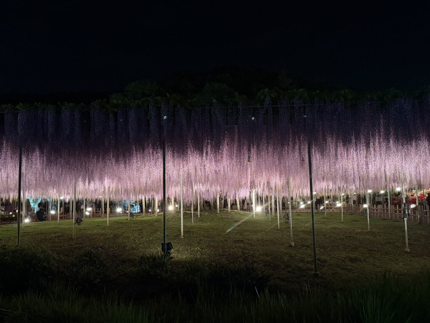 あしかがフラワーパーク　藤　藤棚　大藤　大長藤　八重黒龍藤　白藤　うす紅藤　きばな藤　樹木医
