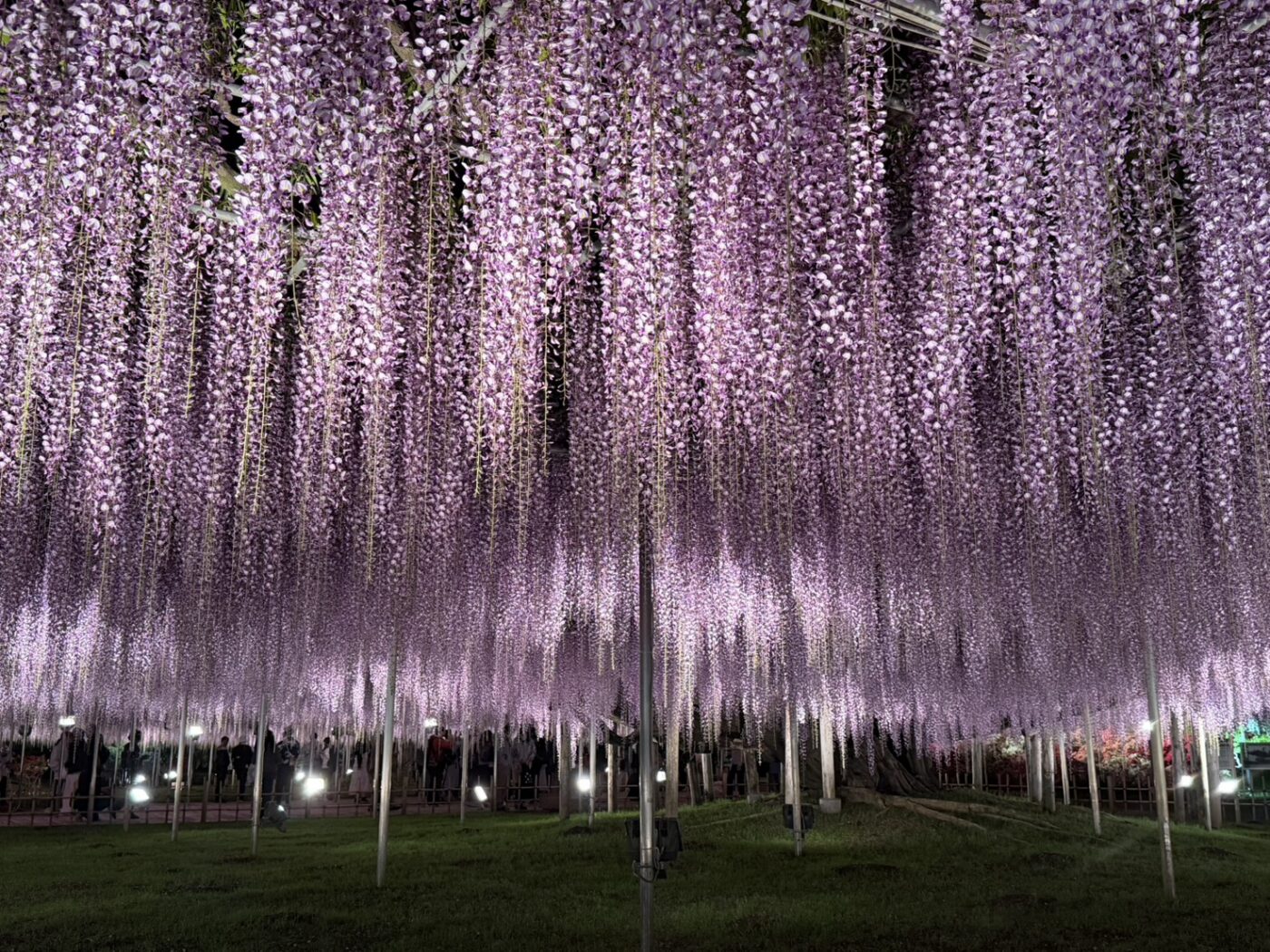あしかがフラワーパーク　藤　藤棚　大藤　大長藤　八重黒龍藤　白藤　うす紅藤　きばな藤　樹木医