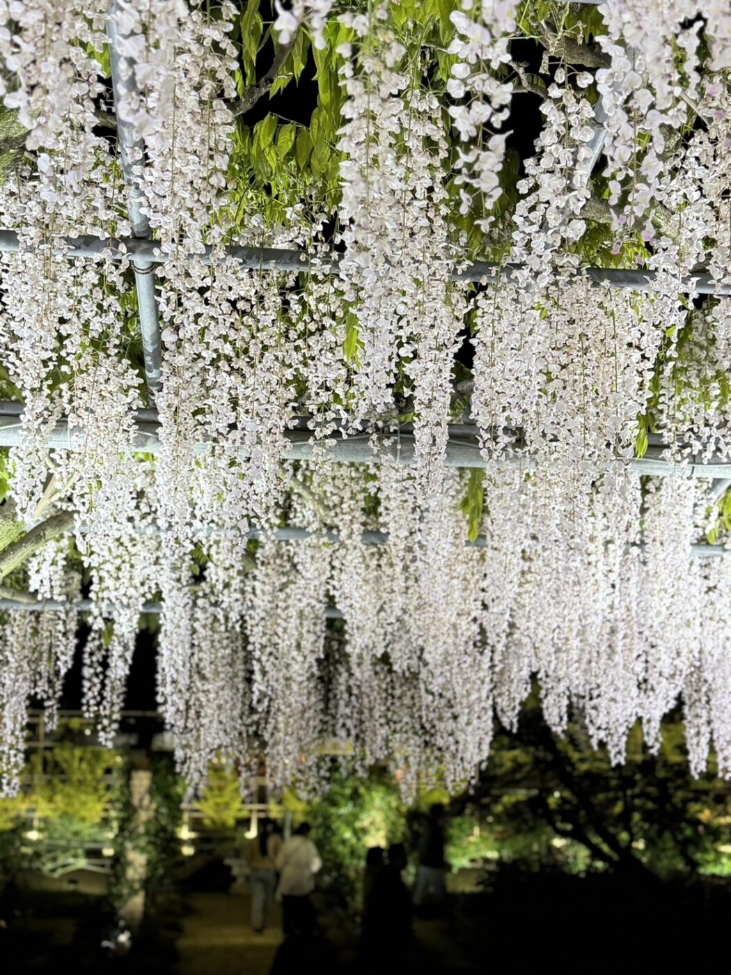 あしかがフラワーパーク　藤　藤棚　大藤　大長藤　八重黒龍藤　白藤　うす紅藤　きばな藤　樹木医