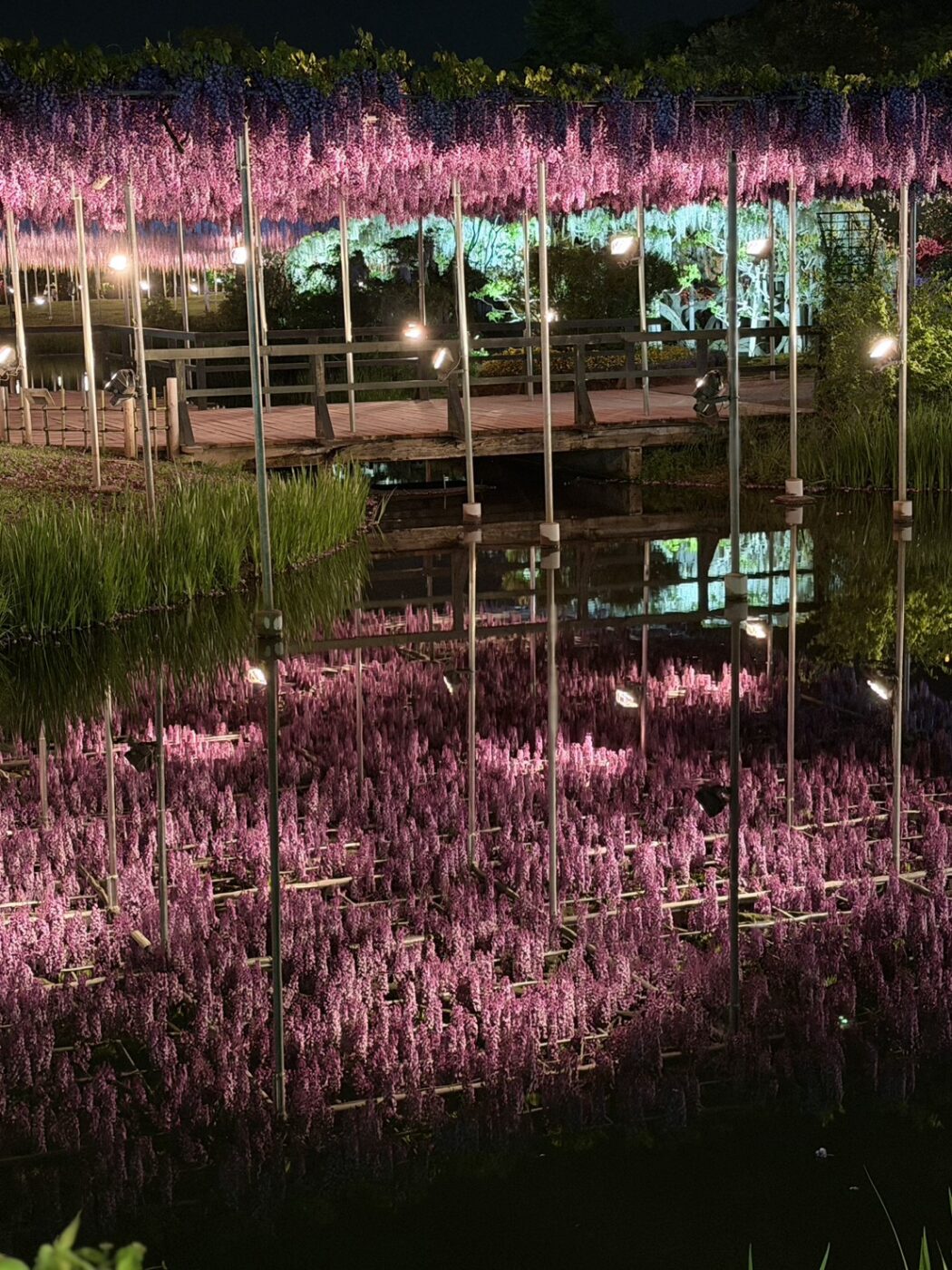 あしかがフラワーパーク　藤　藤棚　大藤　大長藤　八重黒龍藤　白藤　うす紅藤　きばな藤　樹木医