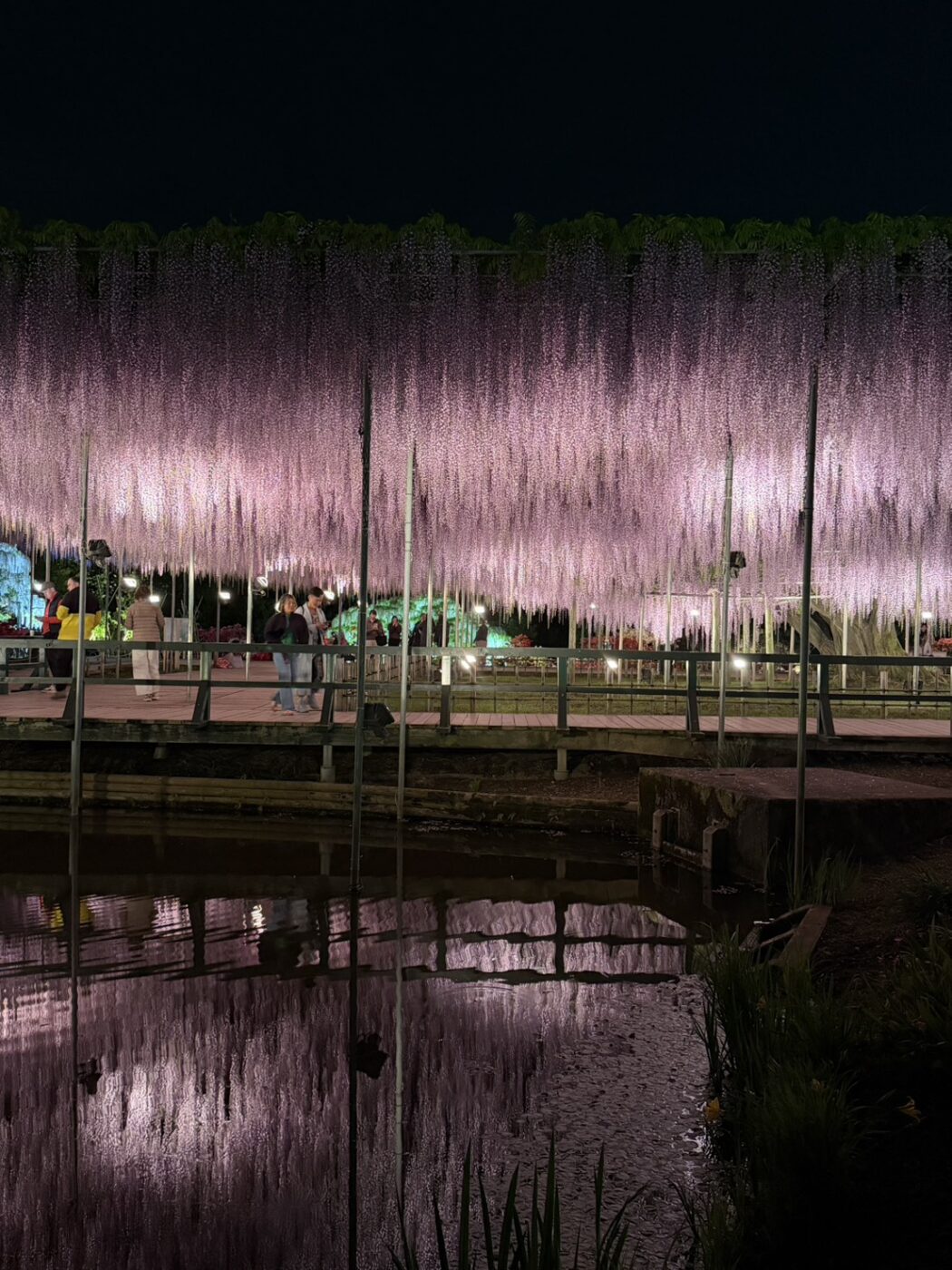 あしかがフラワーパーク　藤　藤棚　大藤　大長藤　八重黒龍藤　白藤　うす紅藤　きばな藤　樹木医