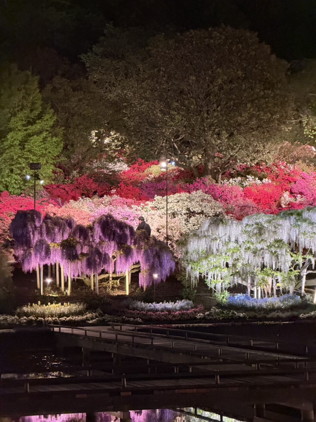 あしかがフラワーパーク　藤　藤棚　大藤　大長藤　八重黒龍藤　白藤　うす紅藤　きばな藤　樹木医
