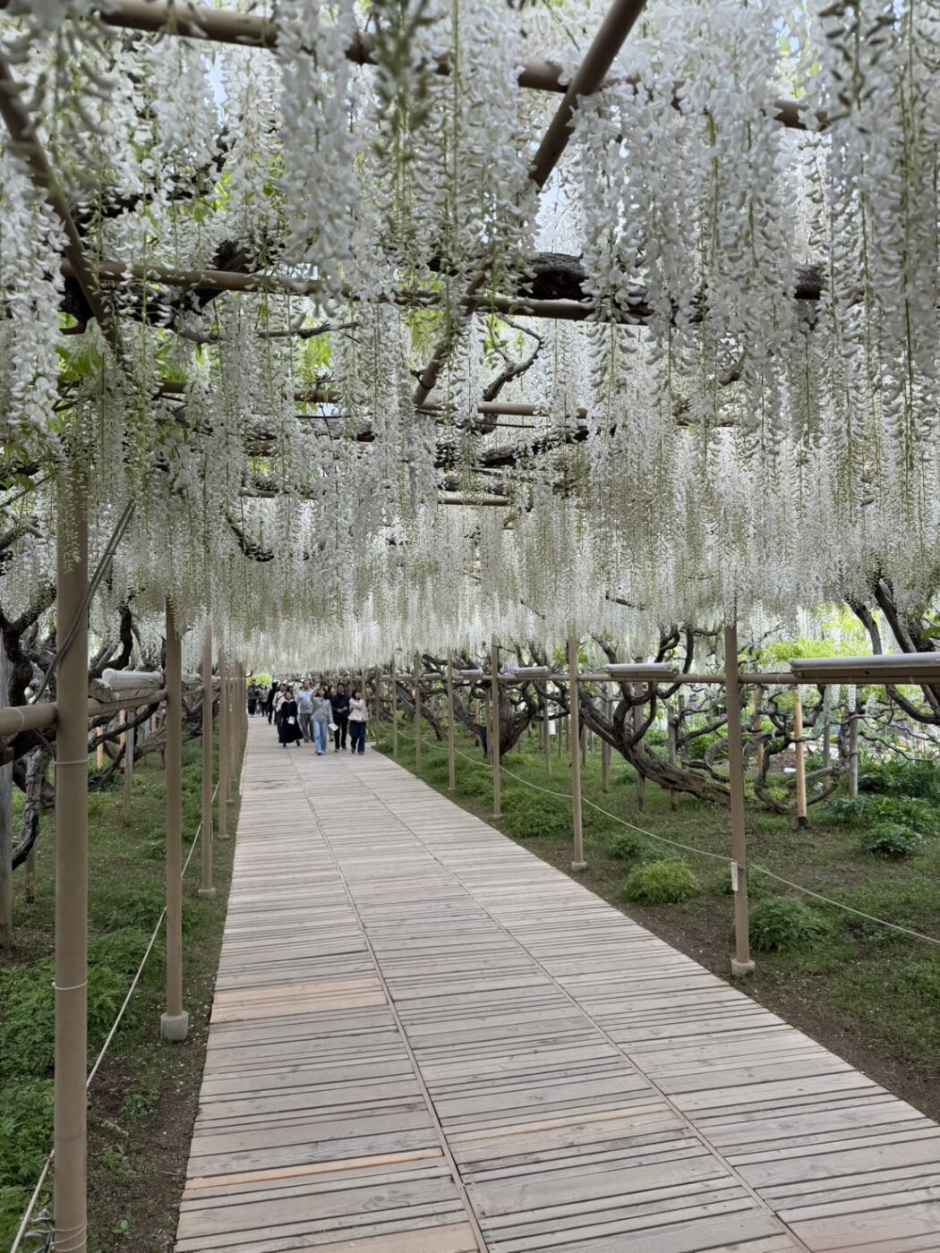 あしかがフラワーパーク　藤　藤棚　大藤　大長藤　八重黒龍藤　白藤　うす紅藤　きばな藤　樹木医