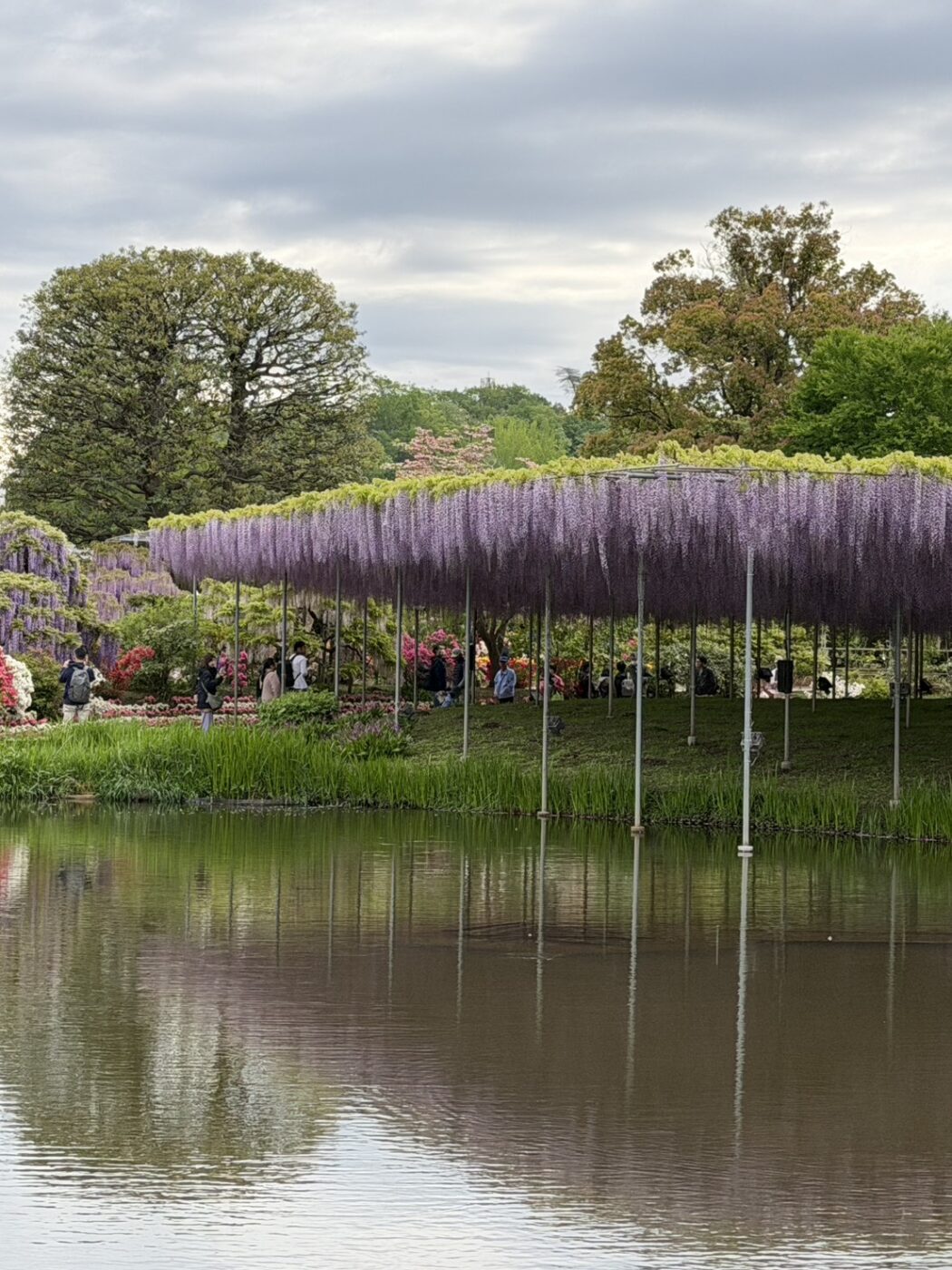 あしかがフラワーパーク　藤　藤棚　大藤　大長藤　八重黒龍藤　白藤　うす紅藤　きばな藤　樹木医