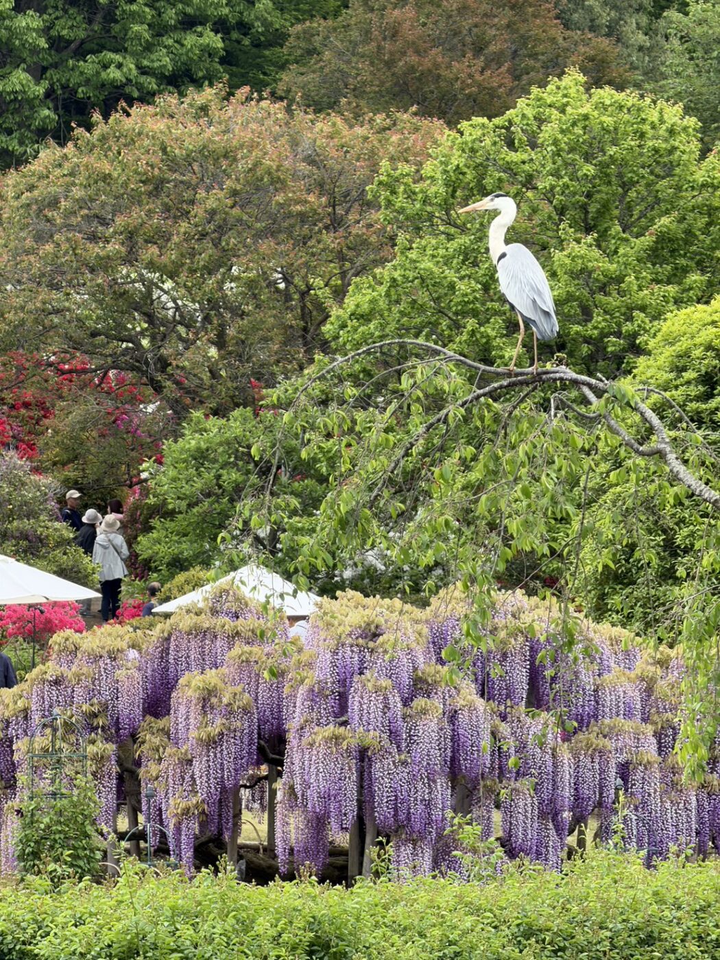 あしかがフラワーパーク　藤　藤棚　大藤　大長藤　八重黒龍藤　白藤　うす紅藤　きばな藤　樹木医
