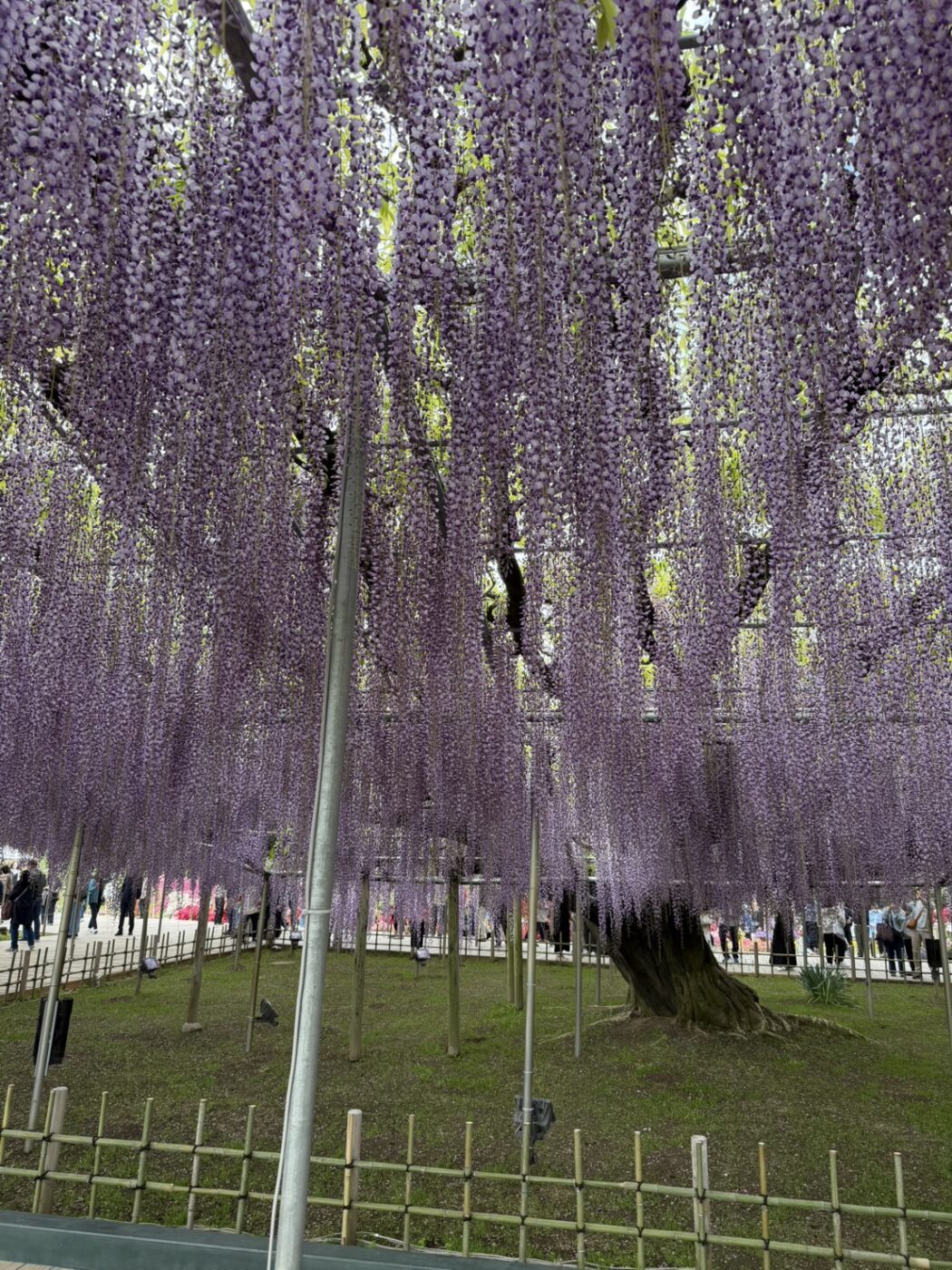 あしかがフラワーパーク　藤　藤棚　大藤　大長藤　八重黒龍藤　白藤　うす紅藤　きばな藤　樹木医