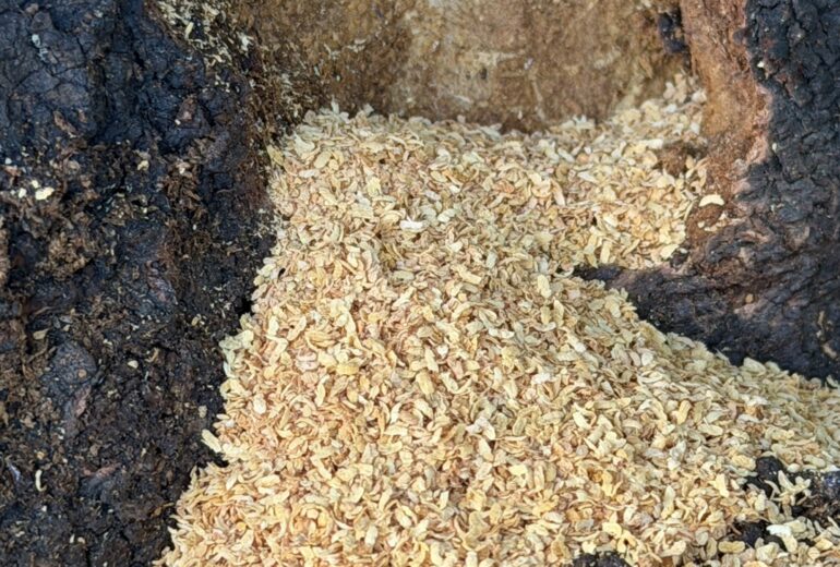 クビアカツヤカミキリ フラス 幹 被害 サクラ