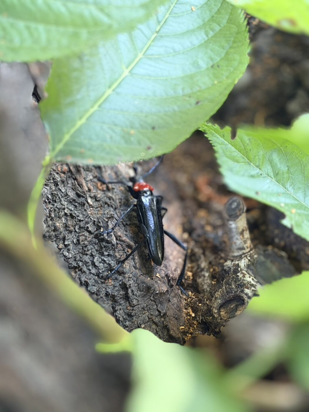 クビアカツヤカミキリ　サクラ　桜　モモ　ウメ