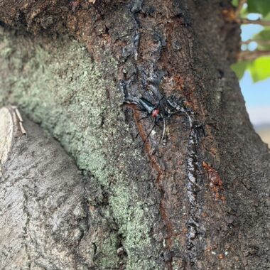 クビアカツヤカミキリ 成虫 幹 樹液 サクラ