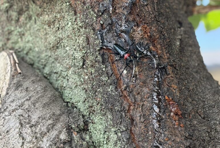 クビアカツヤカミキリ 成虫 幹 樹液 サクラ