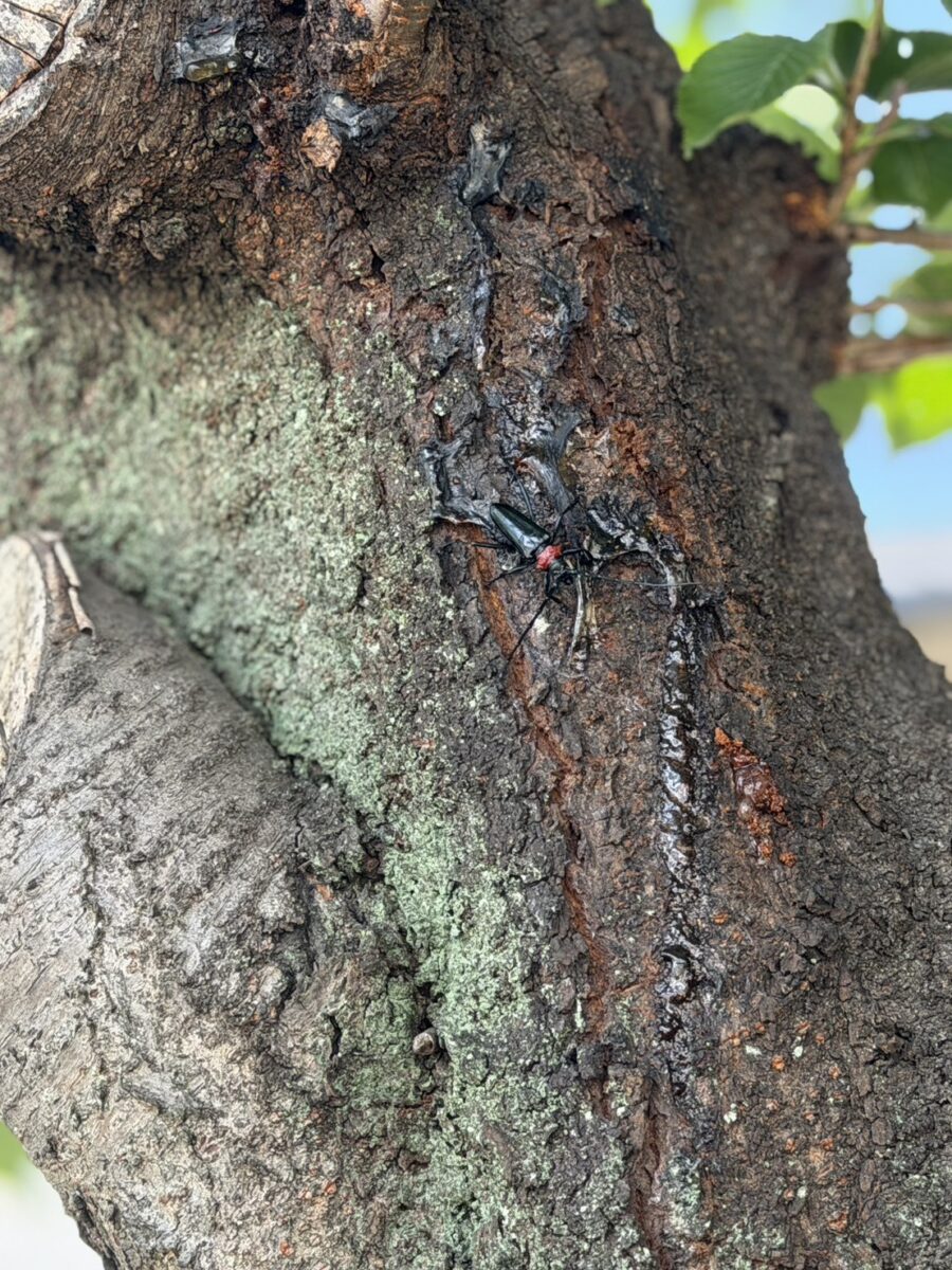 クビアカツヤカミキリ　サクラ　桜　モモ　ウメ