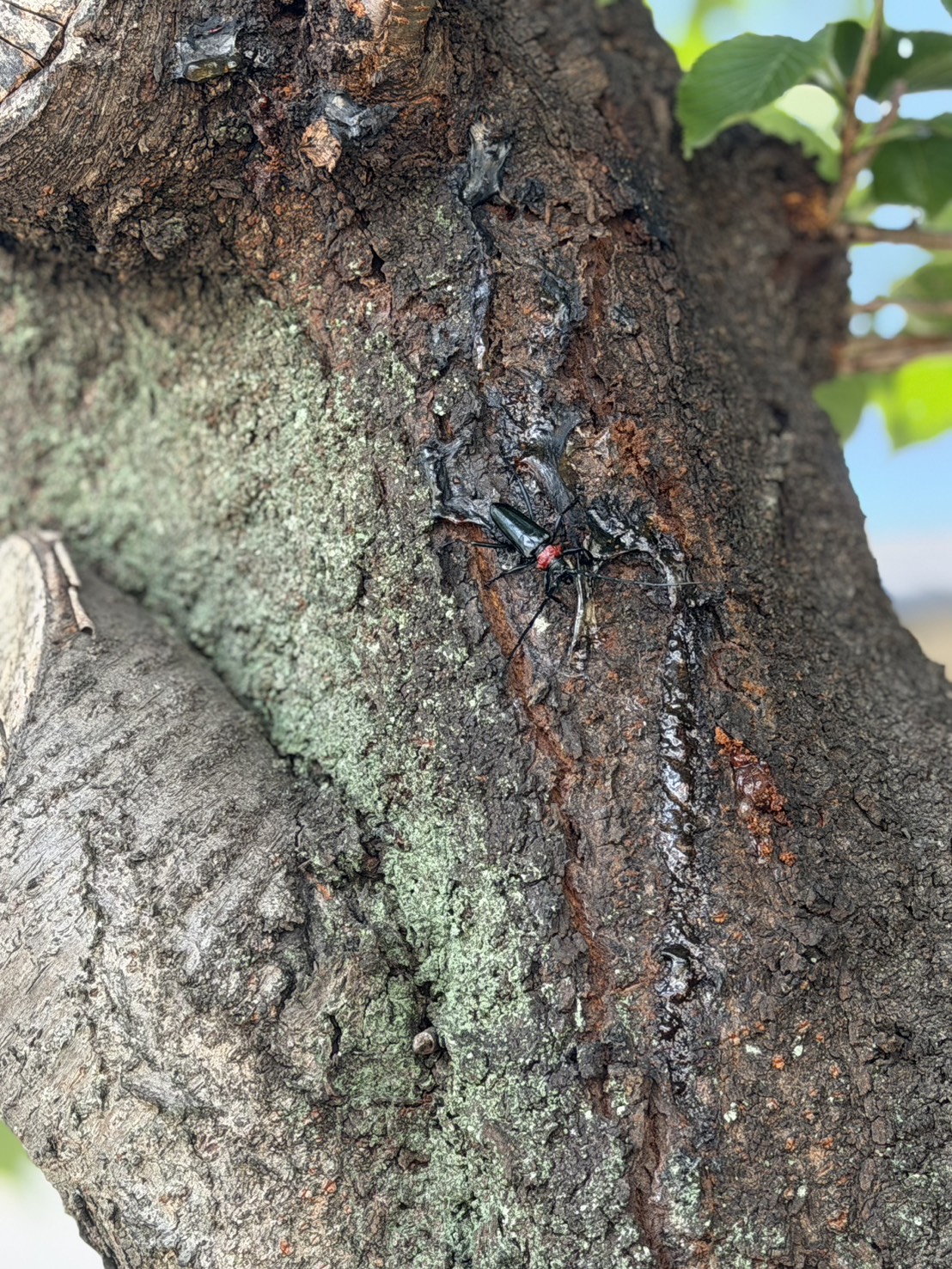 株式会社トシ・ランドスケープ