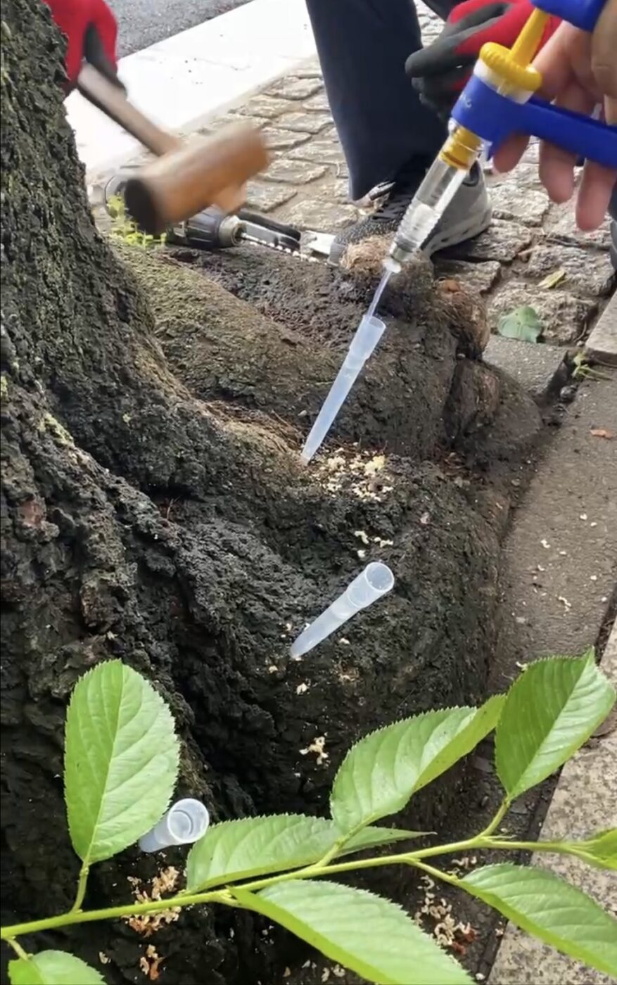サクラ　毛虫　ウッドスター