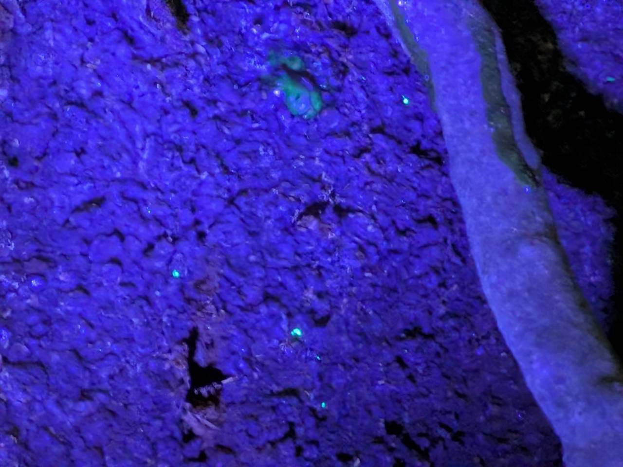 クビアカツヤカミキリ　ブラックライト　卵