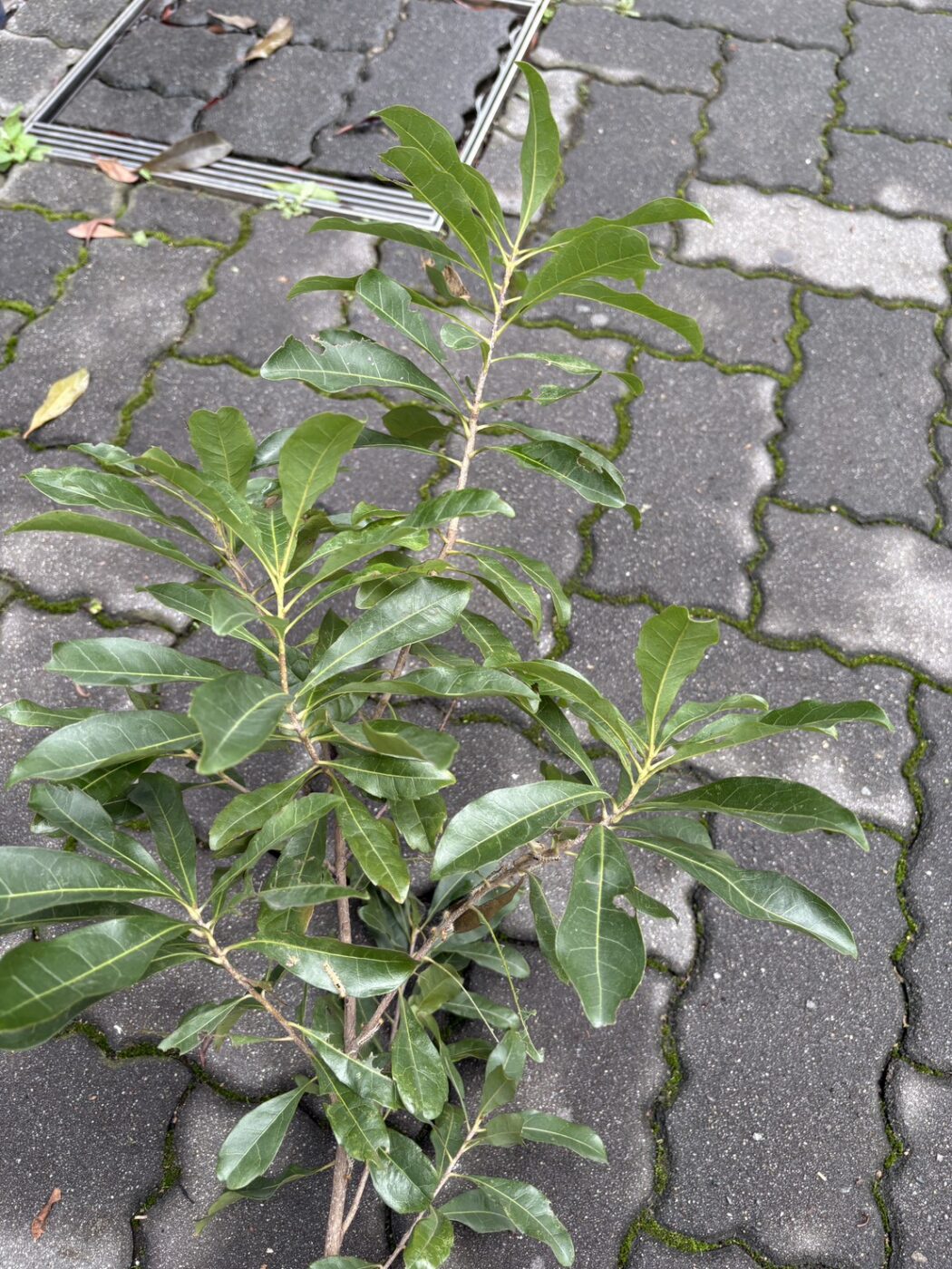 チャドクガ　毛虫　ケムシ