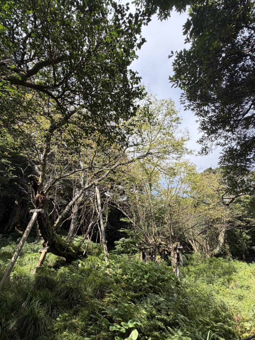 大島　伊豆諸島　サクラ株　天然記念物　桜
